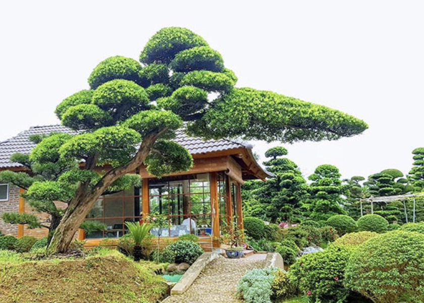 TÙNG LA HÁN - CÂY CÔNG TRÌNH